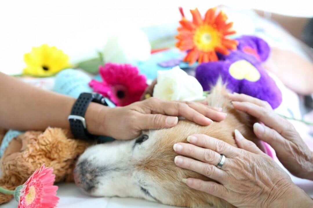 宠物殡葬企业如何互联网运营思维做成大生意？